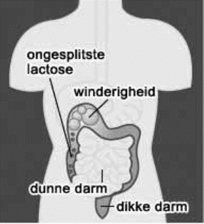 Schematische weergave van de darmen bij een lactose intolerantie